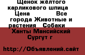 Щенок жёлтого карликового шпица  › Цена ­ 50 000 - Все города Животные и растения » Собаки   . Ханты-Мансийский,Сургут г.
